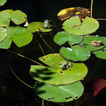 Altanure Quinta Sol D'Agua - Ecological Holiday Villa Tavira Eksteriør billede
